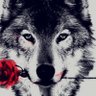 Mr Logic Wolf profil fotoğrafı