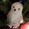 Lucy-Owl profil fotoğrafı