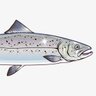 Фото профиля E Salmon