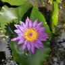 Soumya Sahu's profile picture