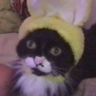 cat named psycho's profile picture