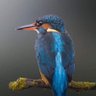 Canto do Kant profil fotoğrafı