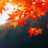 jumpingoverleaves profil fotoğrafı