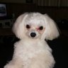 しゅん profil fotoğrafı