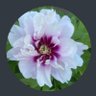 Heike71's profile picture