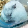 みわこ 的头像