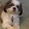 Profilbild von Fitzgearld_dawg