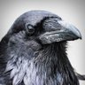 Rabe profil fotoğrafı