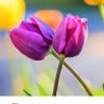 التسوق الالكتروني profil fotoğrafı