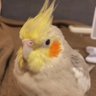 Фото профиля サラダちゃんだよ🩷