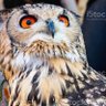 LonelyなOwl🇯🇵保守 profil fotoğrafı