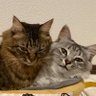 Profilbild von ちーこじゅ