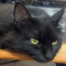 tough-blackcat profil fotoğrafı