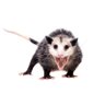 Galactic Opossum 的头像