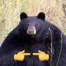 Harambear 的头像