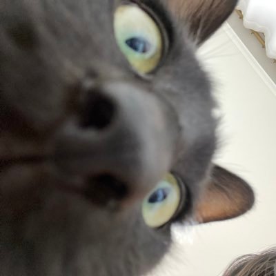 에버베러💛🖤's profile picture