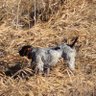 Barnhart Shorthairs profil fotoğrafı