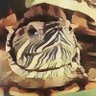 🐢's profile picture