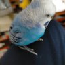 白's profile picture