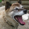 bridge stone's profile picture