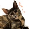きゅーちゃん成長日記 的头像