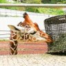 ゆるきりん profil fotoğrafı