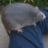 Фото профиля Fat Magic Rat