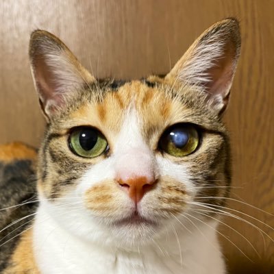 noah_coco_yona's profile picture