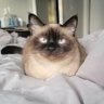 Kyan's profile picture