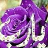 Фото профиля زهرة البنفسج
