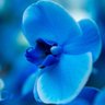 Profilbild von BlueOrchid