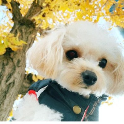 inu_oto_sizuku's profile picture