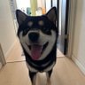 柴犬🐶 的头像