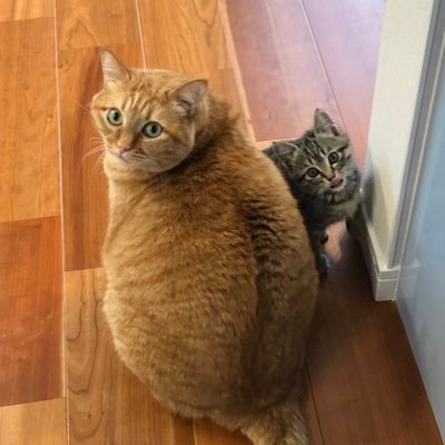 すずつむふう【我が家の可愛い猫’s】's profile picture
