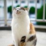 Кот Искариот 🇰🇿 🇺🇦 profil fotoğrafı
