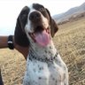 dibi profil fotoğrafı