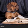 Pepuso profil fotoğrafı