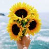 Profilbild von 🌻🌻🌻
