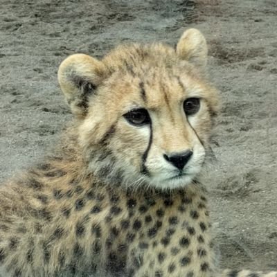 big cats lover's profile picture
