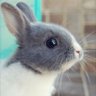 母ちゃんうさぎ's profile picture