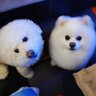 翠儿's profile picture