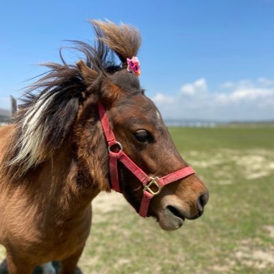 おひさま牧場's profile picture