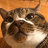 ã¬ãã¡ã's profile picture