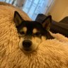 すたっと profil fotoğrafı