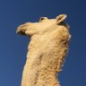 Malek Alhzeen's profile picture