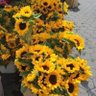 هـنـوف🌻. 的头像