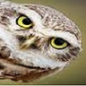 Vovô coruja 👉🏽🦉🅰️🚩🚩🚩 profil fotoğrafı