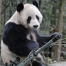 LilPandas=life's profile picture