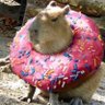 Party Animal 的头像
