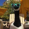 The Kacho's profile picture
